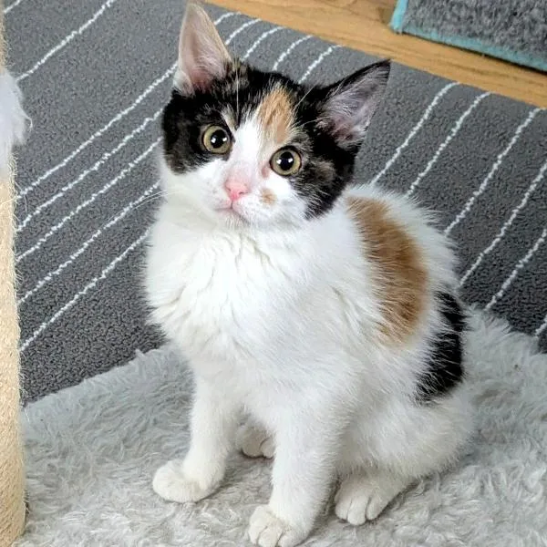 Monet — Bonded Buddy