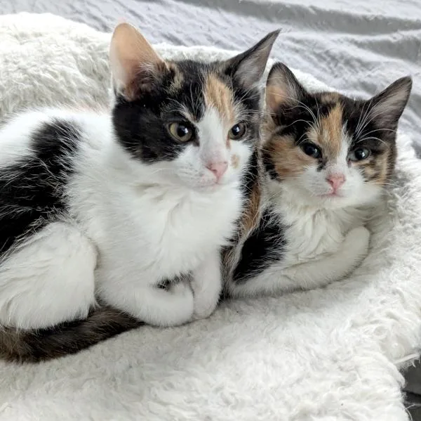 Monet — Bonded Buddy thumbnail 2