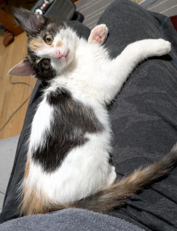 Monet — Bonded Buddy thumbnail 3