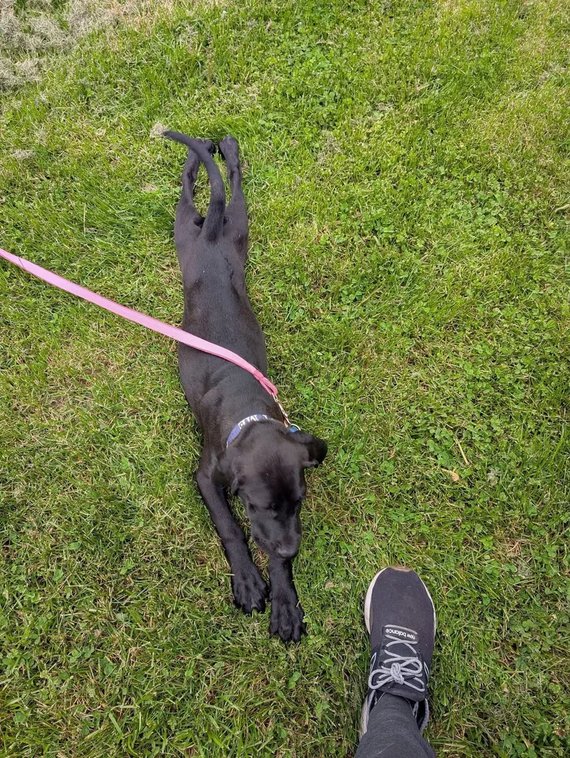 A baby extra large-sized male Hound dog named Ember for adoption in New London, WI