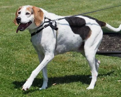 An adult large-sized male Bluetick Coonhound dog named Cooper for adoption in West Seneca, NY