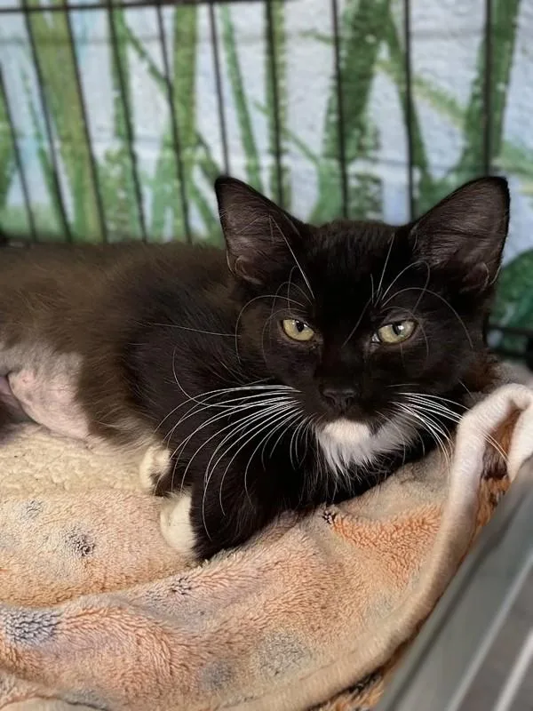 A baby small-sized female Domestic Short Hair cat named Sunny for adoption in Roanoke, VA