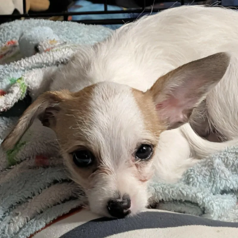 Sophie thumbnail 2
