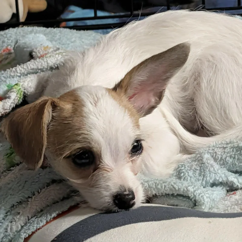 Sophie thumbnail 3