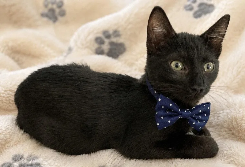 A baby small-sized male Black Domestic Short Hair cat named Jeremy for adoption in Antioch, CA