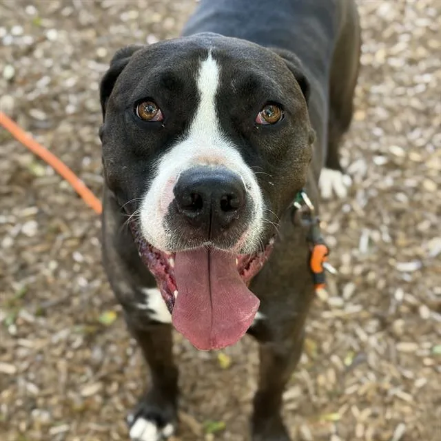 An adult large-sized male Pit Bull Terrier dog named Flapjack for adoption in Kent, WA