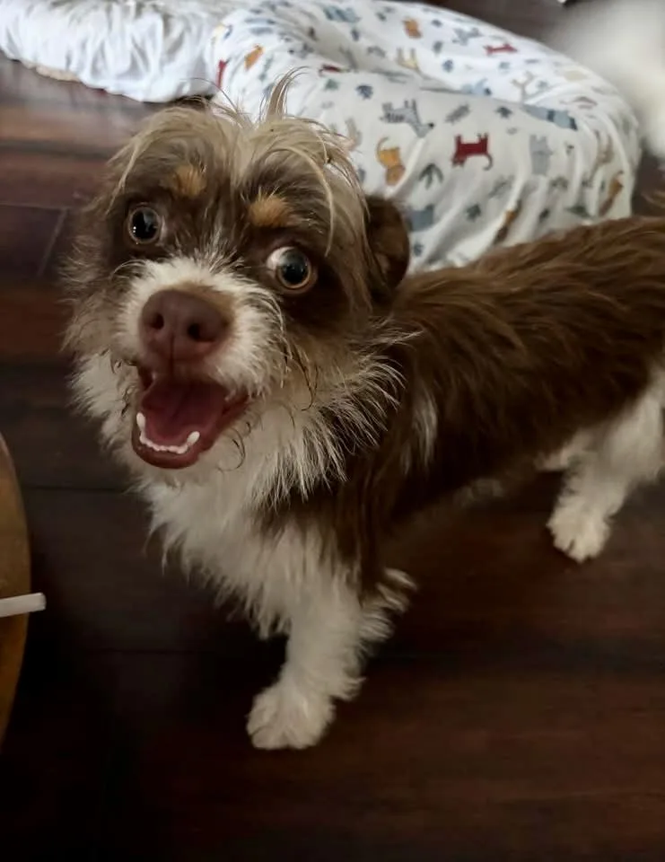 A young small-sized male Brown / Chocolate Yorkshire Terrier dog named Brooks for adoption in Little Elm, TX
