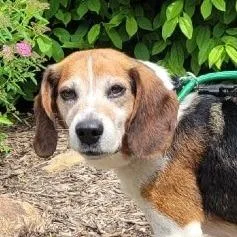A senior medium-sized male Black Beagle dog named Charlie for adoption in Alexandria, VA