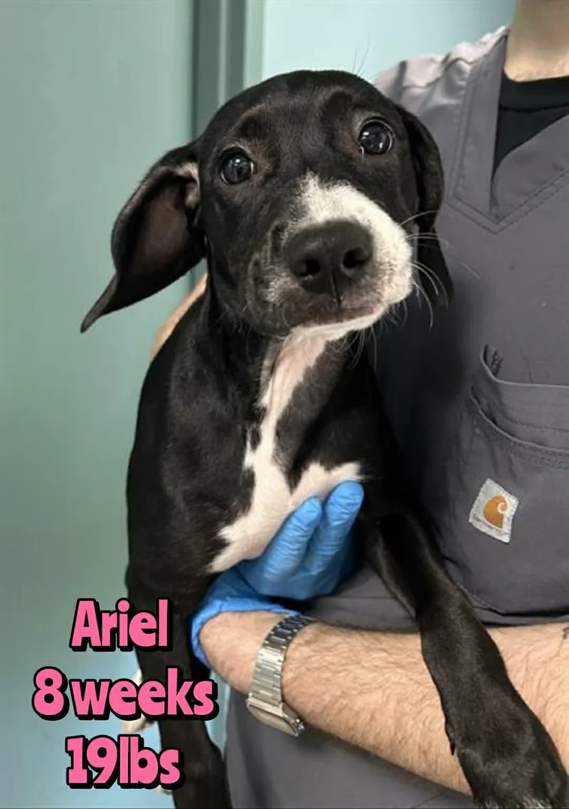 A baby medium-sized female Mixed Breed dog named Ariel for adoption in Holbrook, NY