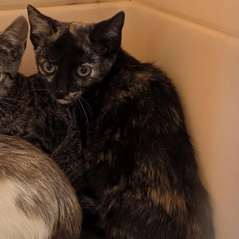 A baby small-sized female Tortoiseshell Domestic Short Hair cat named Wifi Password for adoption in Charlottesville, VA