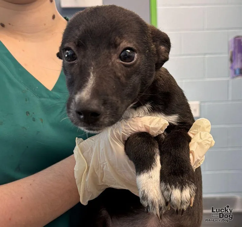 A baby small-sized female Beagle dog named Ghoulie for adoption in Washington, DC