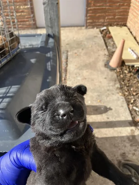 A baby medium-sized male Mixed Breed dog named Todd for adoption in Dallas, TX