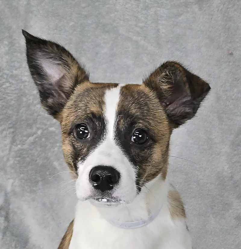 A baby small-sized female Brindle Terrier dog named Zabel for adoption in Newport, TN