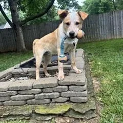 A baby medium-sized male Red / Chestnut / Orange Australian Cattle Dog / Blue Heeler dog named Apollo for adoption in Manassas, VA