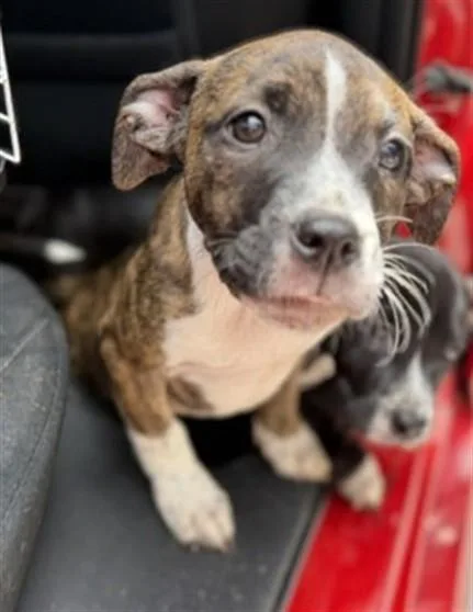 A baby small-sized female American Bulldog dog named Moose for adoption in Miami, FL