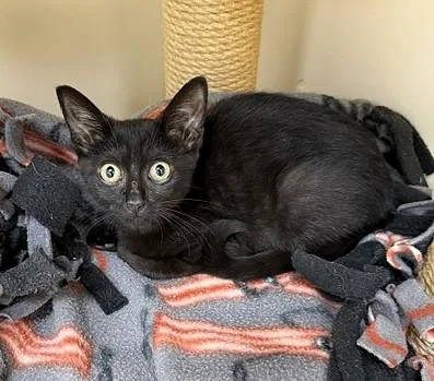 A baby small-sized female Black Domestic Short Hair cat named Portia for adoption in Medina, OH