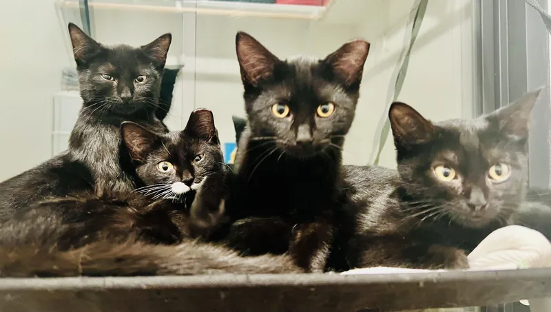 A young medium-sized female Black Domestic Short Hair cat named Salem for adoption in Columbia, MO