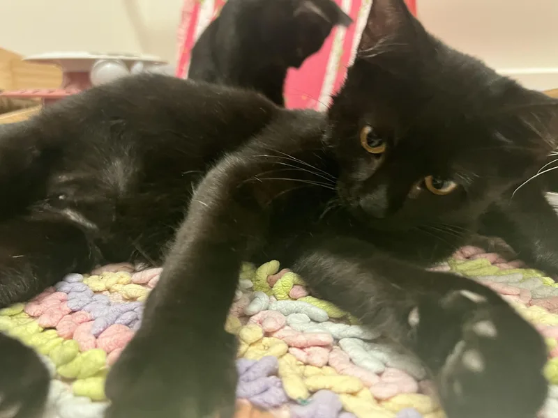 Salem thumbnail 2