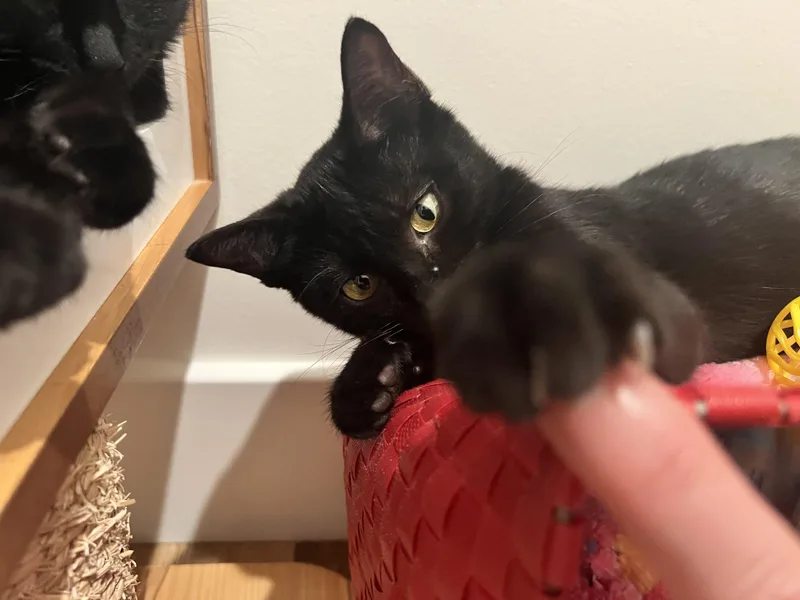 Salem thumbnail 4