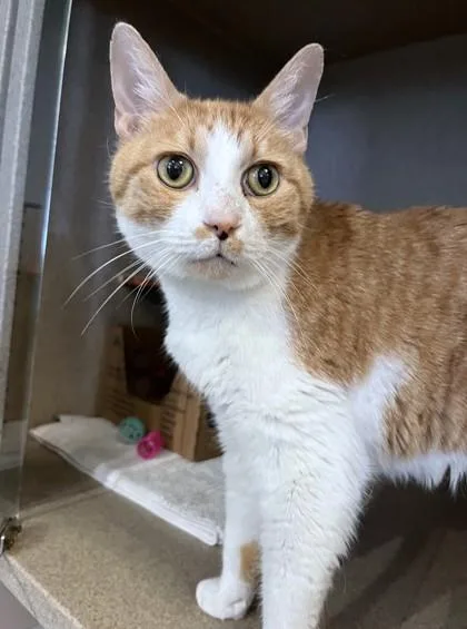 A senior medium-sized male Domestic Short Hair cat named James for adoption in Washington, DC