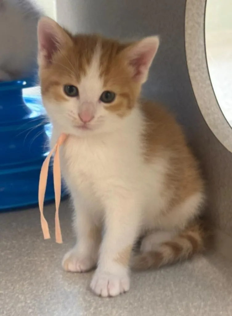A baby large-sized female Domestic Short Hair cat named Taki for adoption in Viroqua, WI