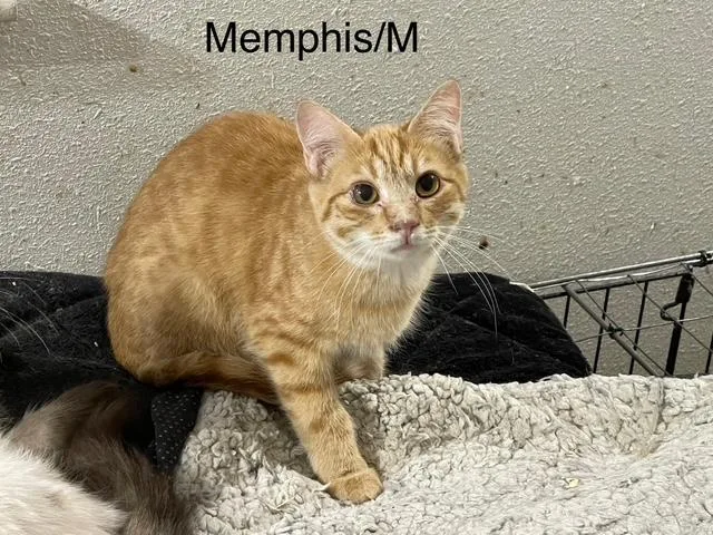 Memphis