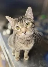 An adult medium-sized female Domestic Short Hair cat named Mellow for adoption in Woodstock, IL