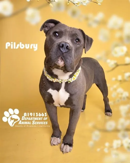 An adult large-sized male Pit Bull Terrier dog named Pilsbury for adoption in Riverside, CA