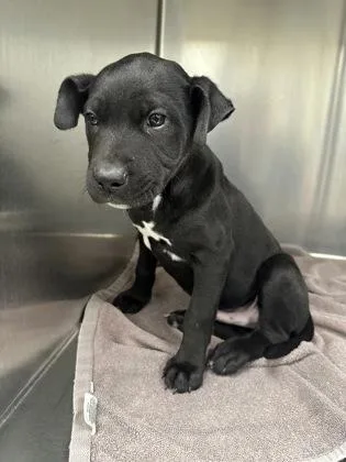 A baby large-sized male Mixed Breed dog named Hollywood for adoption in Memphis, TN