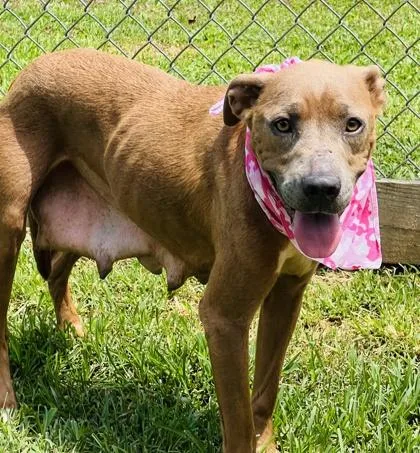 A young large-sized female Pit Bull Terrier dog named Giraffe $ for adoption in Seneca, SC