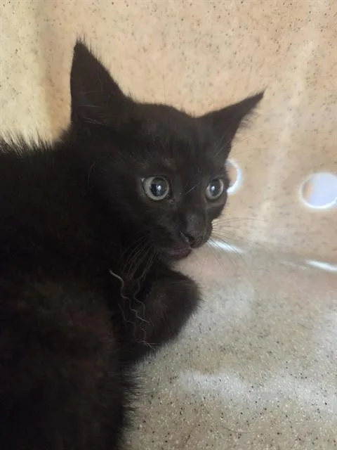 A baby small-sized female Domestic Short Hair cat named Jynx for adoption in Louisville, KY