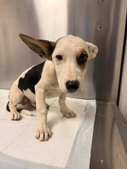 A baby small-sized male Beagle dog named Mint for adoption in Fresno, CA