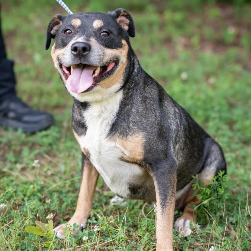 An adult small-sized male Black Pit Bull Terrier dog named Max for adoption in Bartlett, TN