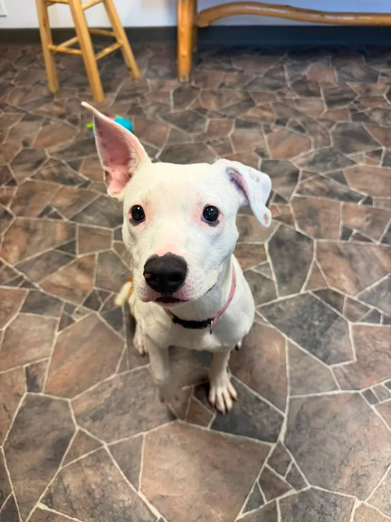A young medium-sized female White / Cream Mixed Breed dog named Wonton for adoption in Sterling Heights, MI