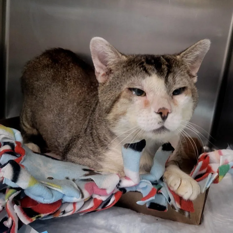 An adult large-sized male Gray / Blue / Silver Domestic Medium Hair cat named Raza for adoption in Westminster, CA