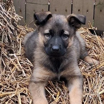 Pattys Shep Black Collar