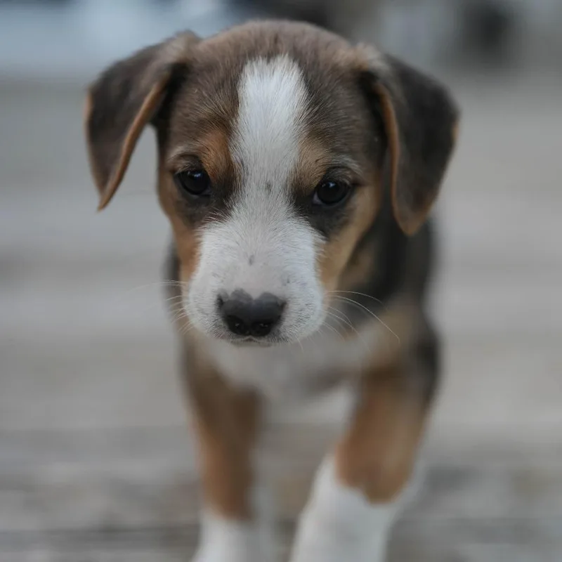 Hiccup thumbnail 2