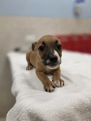 A baby small-sized female Terrier dog named Hilary for adoption in Honolulu, HI