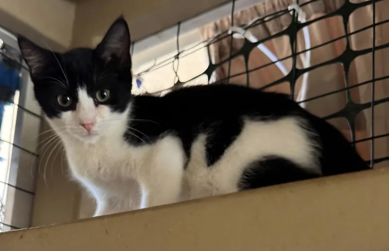 A baby large-sized female Domestic Short Hair cat named Roxanne for adoption in San Jacinto, CA