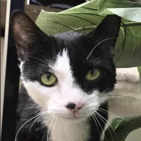 A young medium-sized female Black Domestic Short Hair cat named Tay for adoption in Briarcliff Manor, NY