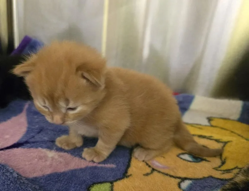 A baby small-sized male Orange / Red Domestic Short Hair cat named Rocco for adoption in Dickson, TN