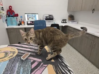A young medium-sized female Brown / Chocolate Domestic Short Hair cat named Valentine Love for adoption in Kansas City, MO