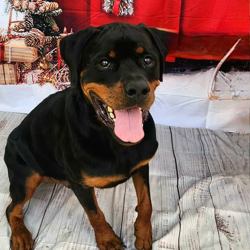 An adult extra large-sized male Black Rottweiler dog named Forte JuM for adoption in Austin, TX