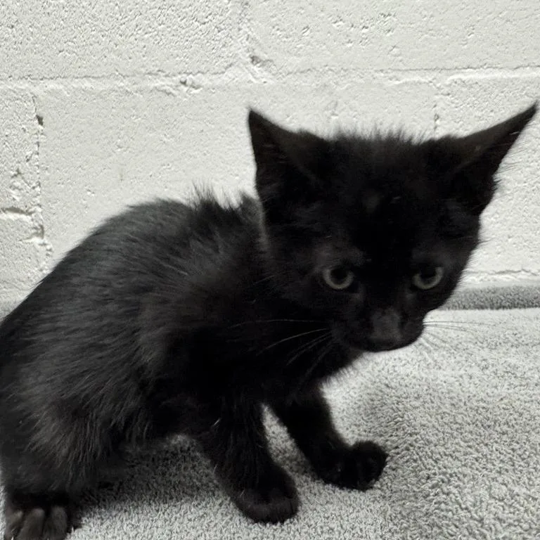 A baby small-sized male Black Domestic Short Hair cat named Jay for adoption in Saint Louis, MO