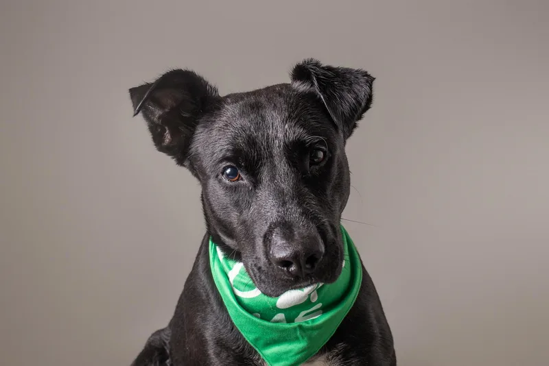 Xolo