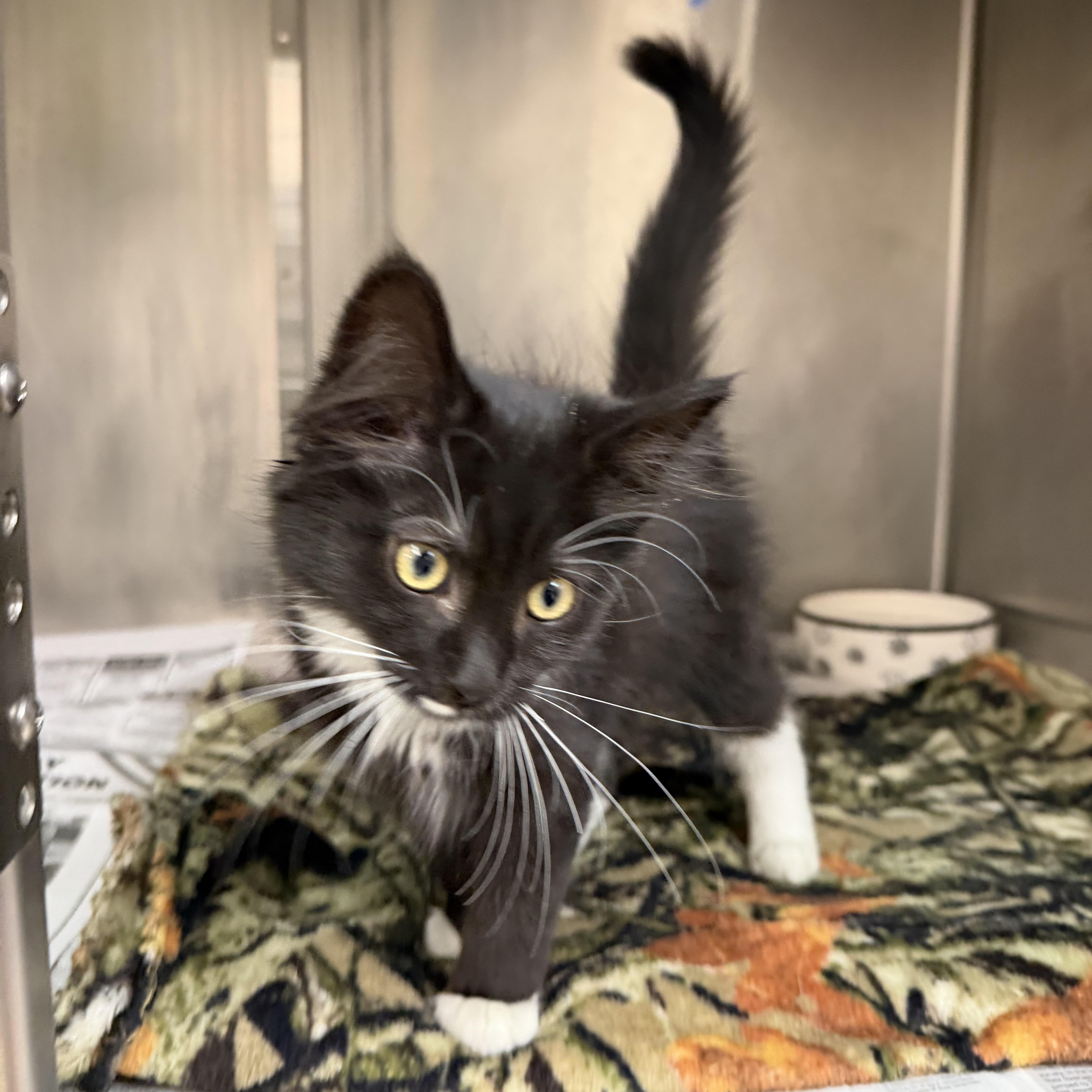 A baby medium-sized female Black & White / Tuxedo Domestic Long Hair cat named Rosebud for adoption in Latrobe, PA