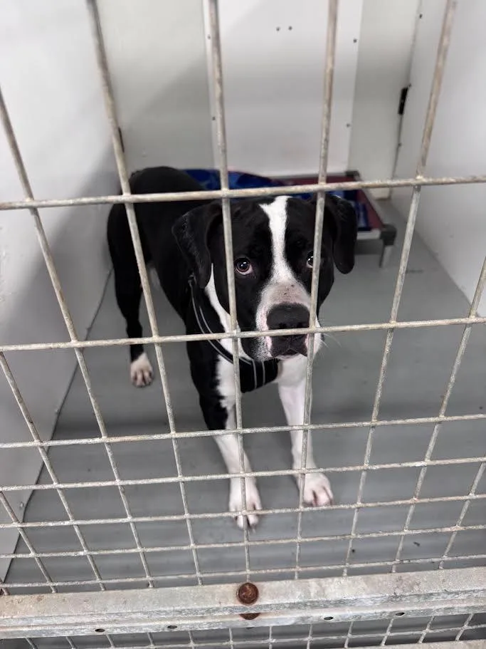 An adult large-sized male Boxer dog named Thor for adoption in Glenfield, NY