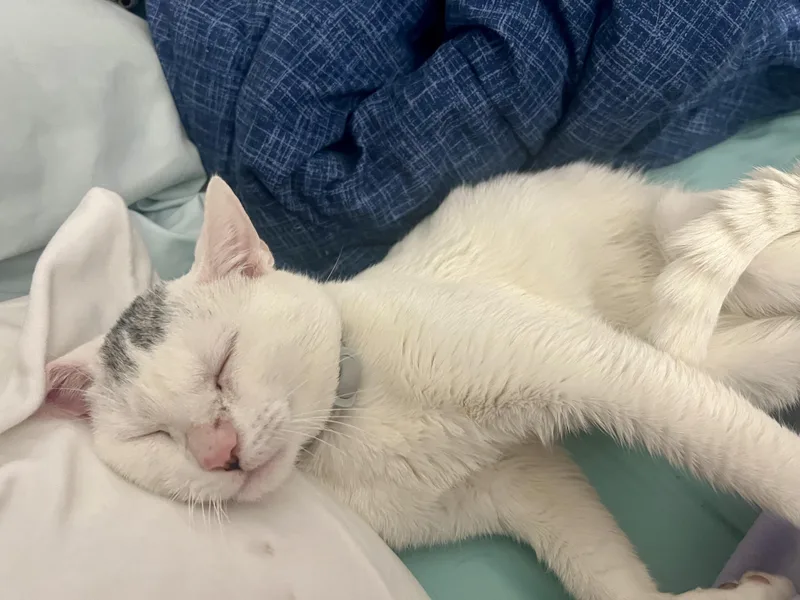 Little Johnny thumbnail 2