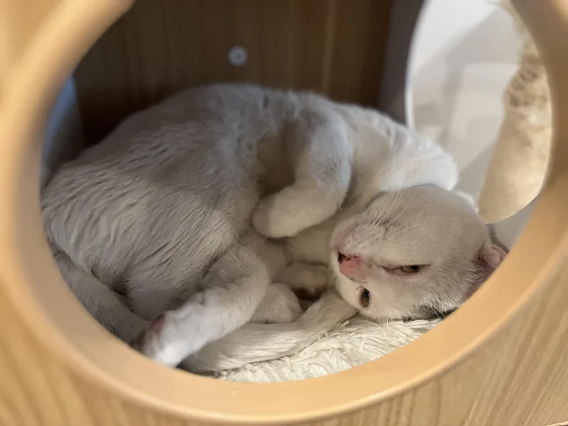 Little Johnny thumbnail 3