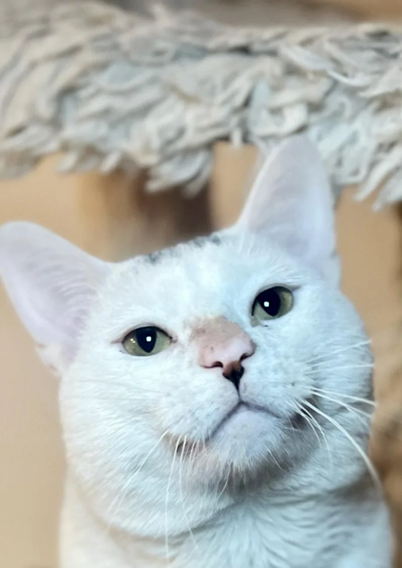 An adult medium-sized male White Domestic Short Hair cat named Little Johnny for adoption in Media, PA